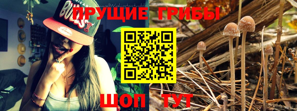 Псилоцибиновые грибы GOLDEN TEACHER  Вход с VPN  Галлюциногенные грибы Magic Shrooms  Куйбышев 